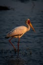 Yellow-billed stork wades through shallows in sunshine