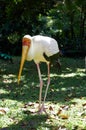 Yellow-billed stork Royalty Free Stock Photo