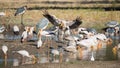 Yellow-billed Stork (Mycteria ibis) fishing Royalty Free Stock Photo