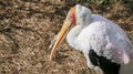 Yellow-Billed Stork