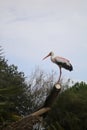 Yellow-billed stork. Royalty Free Stock Photo