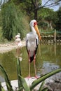 Yellow-billed stork. Royalty Free Stock Photo