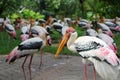 Yellow-billed stork