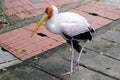 Yellow billed stork Royalty Free Stock Photo