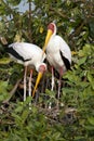 Yellow billed storks Royalty Free Stock Photo