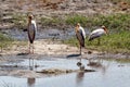 Yellow billed storks and crocodyle in Chobe