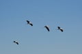 Yellow-billed storks Royalty Free Stock Photo