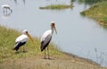 Yellow-billed Storks (Mycteria ibis)