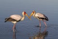 Yellow-billed Storks Royalty Free Stock Photo