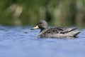 Yellow-billed teal, Anas flavirostris