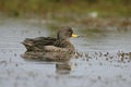 Yellow-billed teal, Anas flavirostris