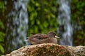 Yellow-billed teal, Anas flavirostris, South American species of duck. Water bird with waterfall in the green forest vegetation. Royalty Free Stock Photo