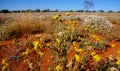 Yellow Billybutton and Paper Daisy flowers in the Australian Desert