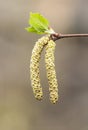 Yellow birch catkin closeup Royalty Free Stock Photo