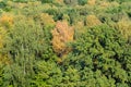 Yellow birch in forest in the beginning of autumn