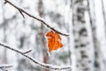 Yellow birch leaf covered with frost around the perimeter, against the background of a winter forest Royalty Free Stock Photo