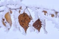 Yellow birch leaf is covered with frost and snow. Royalty Free Stock Photo