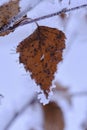 Yellow birch leaf is covered with frost and snow. Royalty Free Stock Photo