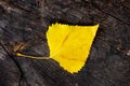 A yellow birch leaf fell on an old stump Royalty Free Stock Photo