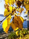 Yellow birch leaf on the first snow. autumn Royalty Free Stock Photo