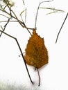 Yellow birch leaf on the first snow. autumn Royalty Free Stock Photo