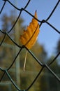 Yellow birch leaf in a grid of green fence against the blue sky Royalty Free Stock Photo