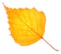 Yellow birch leaf isolated