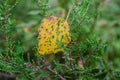 Yellow birch leaf in moss macro Royalty Free Stock Photo