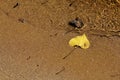 Yellow Birch Leaf on the Shore of the St. Croix River Royalty Free Stock Photo