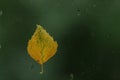 Yellow birch leaf on wet window, rain in autumn Royalty Free Stock Photo