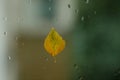 Yellow birch leaf on wet window, rain in autumn Royalty Free Stock Photo