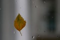 Yellow birch leaf on wet window, rain in autumn Royalty Free Stock Photo