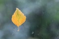 Yellow birch leaf on wet window, rain in autumn Royalty Free Stock Photo