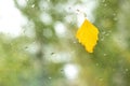 yellow birch leaf on the window with raindrops Royalty Free Stock Photo