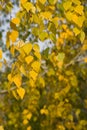 Yellow birch leaves