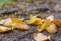 Yellow birch leaves on the asphalt.