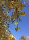 Yellow birch leaves in autumn