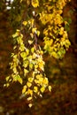 Yellow birch leaves on an orange background, autumn background in warm colors Royalty Free Stock Photo