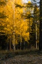 yellow birch leaves in park. Asphalt pavement in the park and birch trees Royalty Free Stock Photo