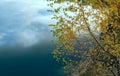 Yellow birch leaves with raindrops on the lake in autumn Royalty Free Stock Photo