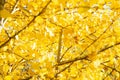 Yellow birch leaves in soft focus Royalty Free Stock Photo