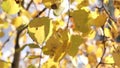 Yellow birch leaves tremble under breeze close