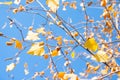 Yellow birch tree branches against the blue autumn sky