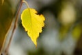 Yellow birch tree leaf on the branch in autumn garden at sunny day, macro photo Royalty Free Stock Photo