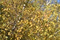 Yellow birch tree leaves on blue sky background. Royalty Free Stock Photo