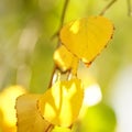 Yellow birch tree leaves on the branches in autumn garden at sunny day Royalty Free Stock Photo