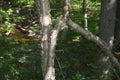 Yellow birch tree in small valley