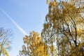 Yellow birch trees and blue sky with contrail Royalty Free Stock Photo