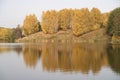 Yellow birch trees on the shore of the pond, golden autumn, reflection, water surface, background Royalty Free Stock Photo