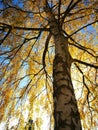 Yellow birch upwards